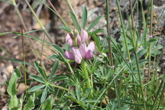 Lupinus gredensis