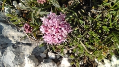 Valeriana tuberosa
