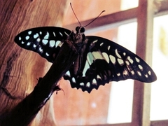 Graphium doson