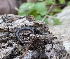 Tachypodoiulus niger