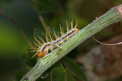 Acraea aganice aganice