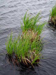 Carex ternaria