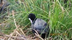 Fulica atra