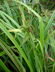 Carex ternaria