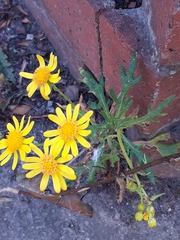 Senecio squalidus