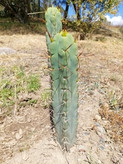 Trichocereus bridgesii