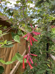 Lonicera sempervirens sempervirens