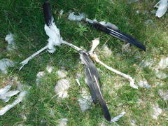 Pelecanus erythrorhynchos