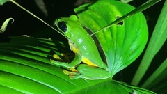 Agalychnis spurrelli
