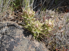 Castilleja xanthotricha