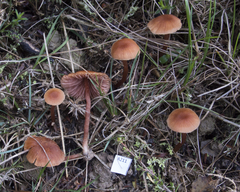 Laccaria paraphysata