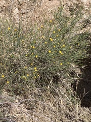 Porophyllum scoparium
