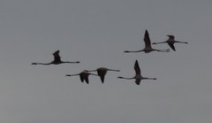 Phoenicopterus roseus