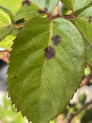 Diplocarpon