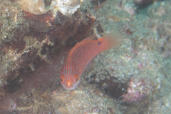 Cirrhilabrus rubripinnis