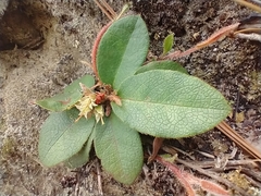 Epigaea