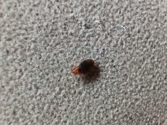 Cimex lectularius