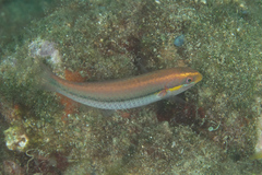 Stethojulis interrupta
