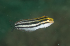 Petroscirtes breviceps