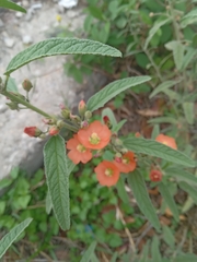 Sphaeralcea angustifolia