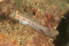 Gnatholepis cauerensis