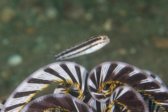Petroscirtes breviceps