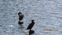 Phalacrocorax carbo
