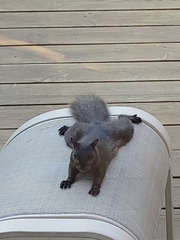 Sciurus carolinensis
