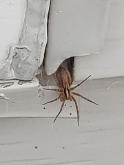 Agelenopsis