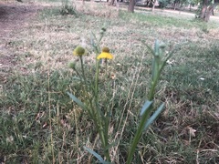 Helenium mexicanum