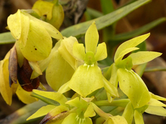 Epidendrum scutella