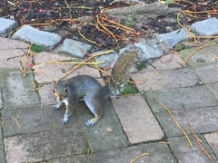 Sciurus carolinensis