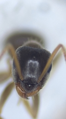 Lasius neglectus