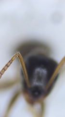 Lasius neglectus