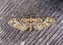 Eupithecia rotundopuncta