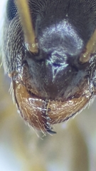 Lasius neglectus