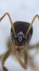 Lasius neglectus