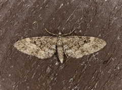 Eupithecia annulata