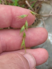 Bouteloua rigidiseta