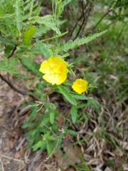 Crocanthemum canadense