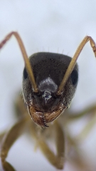Lasius neglectus