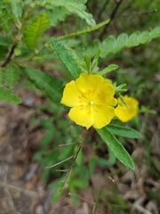 Crocanthemum canadense