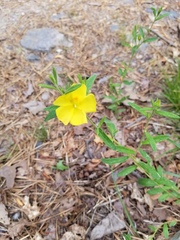 Crocanthemum canadense