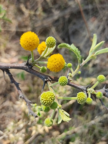 fern-leaf acacia