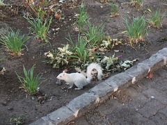 Sciurus carolinensis