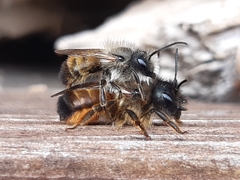 Osmia bicornis
