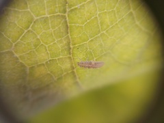 Psyllobora bicongregata