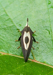 Membracis foliatafasciata