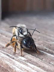 Osmia bicornis
