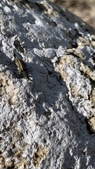 Astylus vittaticollis